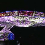 2011 Peoria Parade of Lights Star Trek Enterprise 01